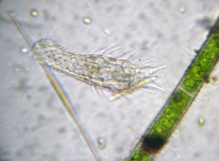 Due Gastrotricha  -  Chaetonotus sp.